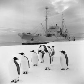 Emperor penguins and HMNZS 'Endeavour'