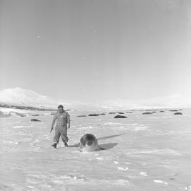 Weddell Seal on Sea ice