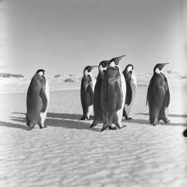 Emperor Penguins