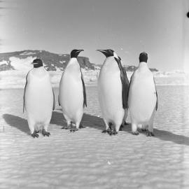 Emperor Penguins