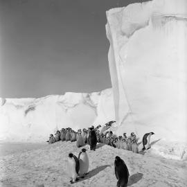 Emperor Penguin Creche