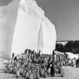 Emperor Penguin Creche