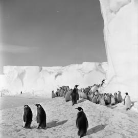 Emperor Penguin Creche