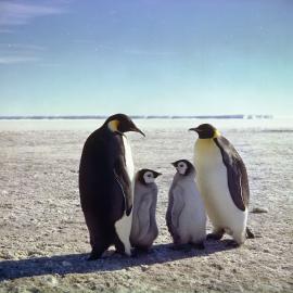 Emperor Penguin Family