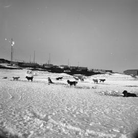 Dog lines at Scott Base
