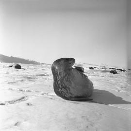 Weddell Seal
