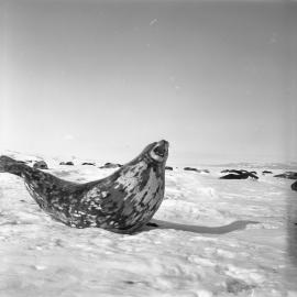 Weddell Seal