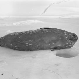 Weddell Seal near Breathing Hole