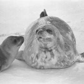 Weddell Seal Mother and Baby