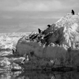 Adelie Penguins on Sea Ice