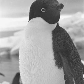 Adelie Penguin