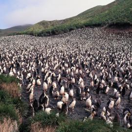 Royal Penguin Colony, Sandy Bay