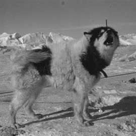 Husky