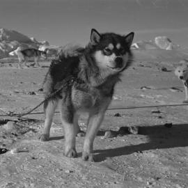 Husky