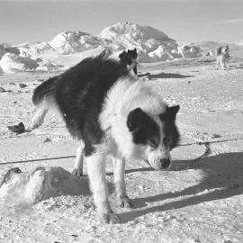 Husky