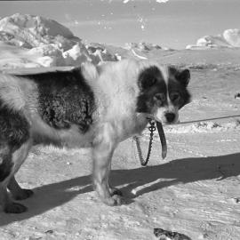 Husky