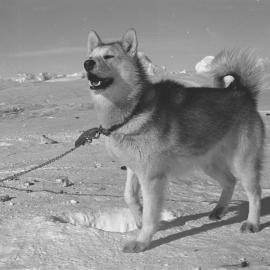 Husky