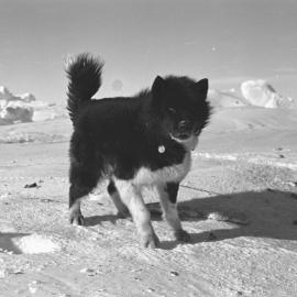 Husky
