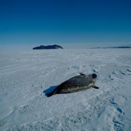 Weddell Seal on Sea ice