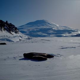Weddell Seal and Pup