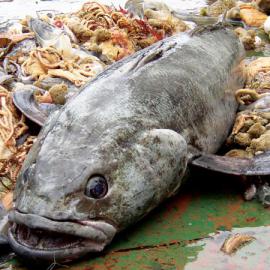 Toothfish