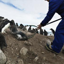 BIRD 18-1-09__0233.tif