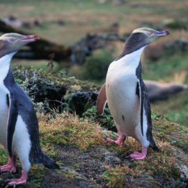 Yellow-eyed Penguins