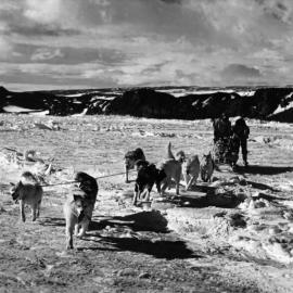 Dog Team with 'Patch' Leading