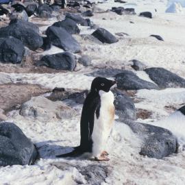 Penguin at Cape Hallett