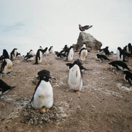 Adelie Penguins Nesting