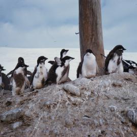 Adelie Penguin Chicks
