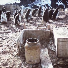 Adelie Penguins at Cape Adare