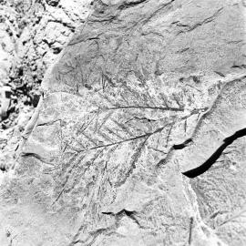 Fossils
