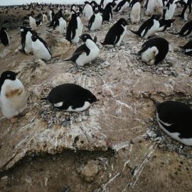 Adelie Penguins Nesting