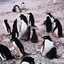 Adelie Penguins at Cape Royds