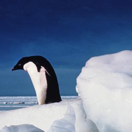 Adelie Penguin, Cape Crozier