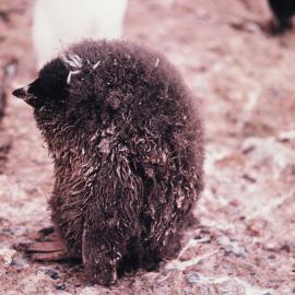Adelie Penguin Chick