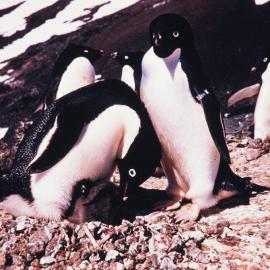 Adelie Penguins and chick