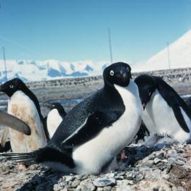 Adelie Penguin and chick