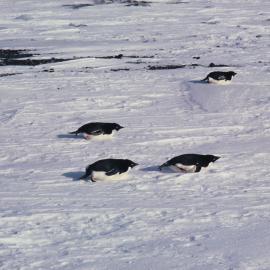 Adelie Penguins 'tobogganing'
