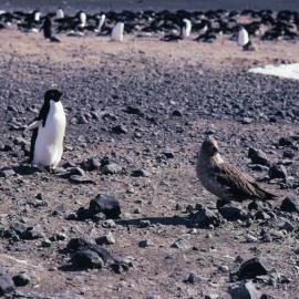 Penguin and Skua