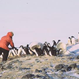 Penguin Capture, Cape Bird