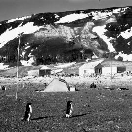 Cape Royds
