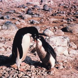 Adelie penguin feeding chick