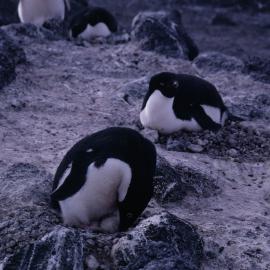 Adelie Penguins on nests