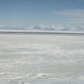 Adelie penguins heading towards the water 