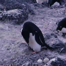 Adelie Penguin with eggs