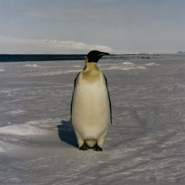Emperor Penguin