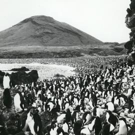 Adelie Penguins 