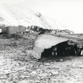 Adelie penguins sheltering under remains of boat